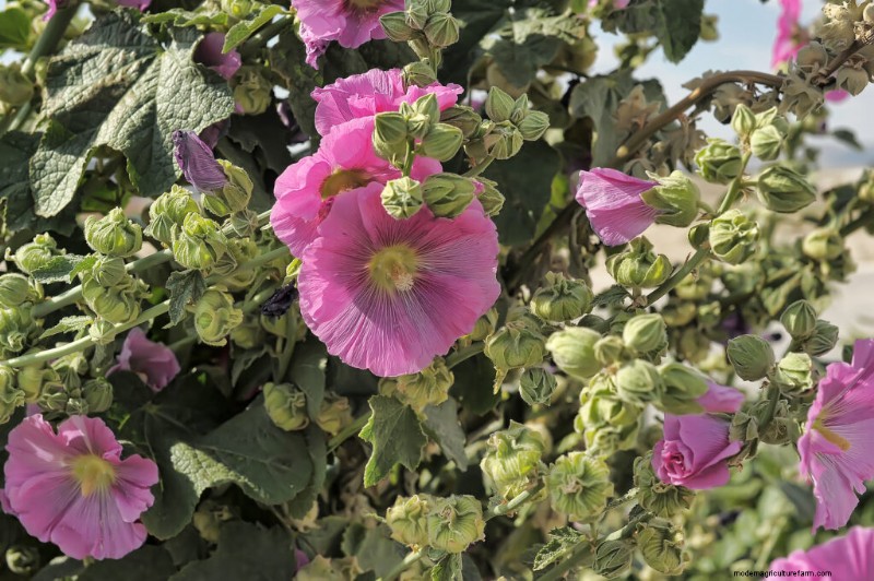 Growing Hollyhock Mallow (Malva alcea): A Complete Guide