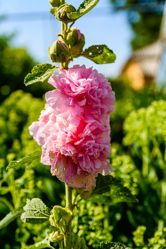 Growing Hollyhock Mallow (Malva alcea): A Complete Guide