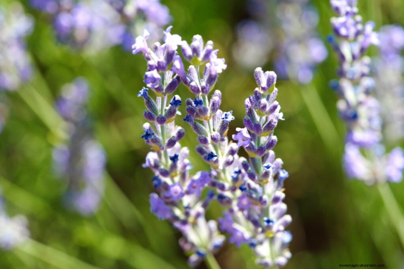 Growing Lavender: A Comprehensive Guide to Cultivating Fragrant Lavender