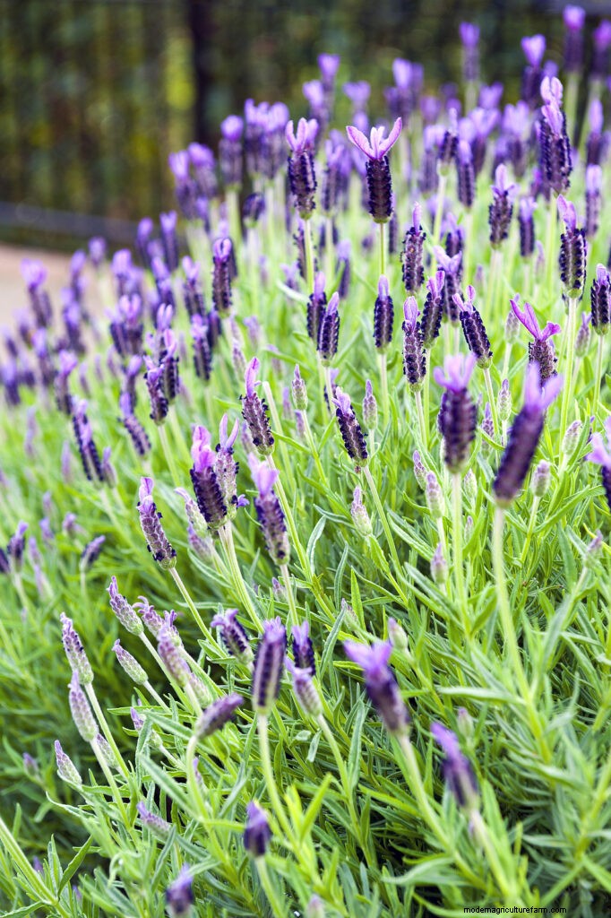 Growing Lavender: A Comprehensive Guide to Cultivating Fragrant Lavender