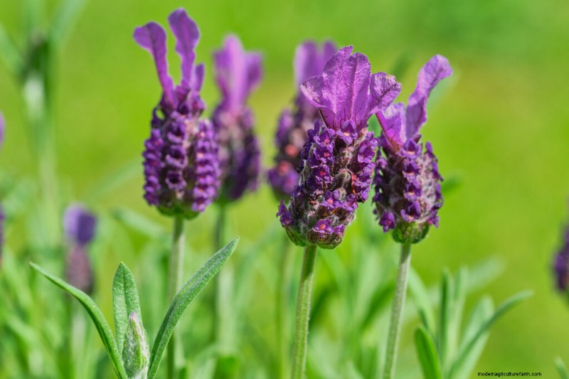 Growing Lavender: A Comprehensive Guide to Cultivating Fragrant Lavender
