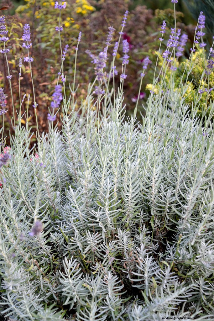 Growing Lavender: A Comprehensive Guide to Cultivating Fragrant Lavender
