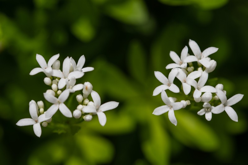 Sweet Woodruff (Galium): Cultivation & Care Guide