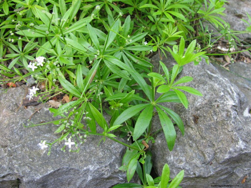 Sweet Woodruff (Galium): Cultivation & Care Guide