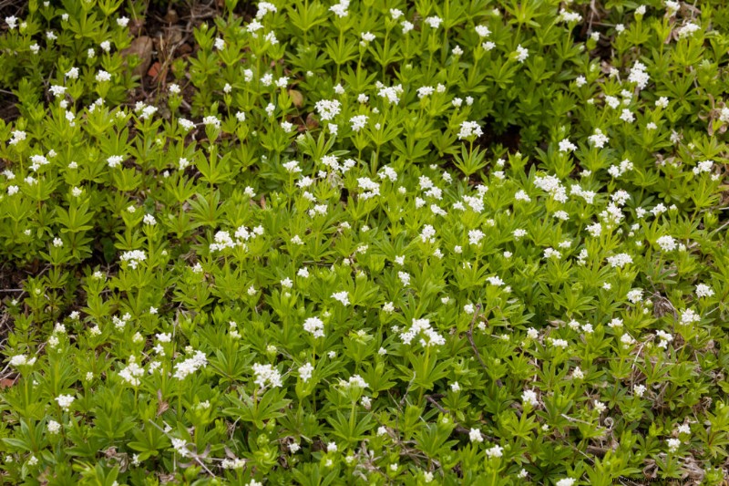Sweet Woodruff (Galium): Cultivation & Care Guide