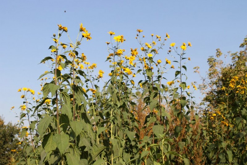 Sustainable Gardening: Grow Perennial Vegetables, Herbs & Fruits