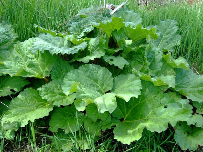 Sustainable Gardening: Grow Perennial Vegetables, Herbs & Fruits