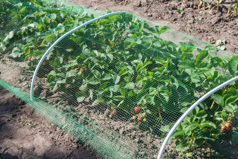 Sustainable Gardening: Grow Perennial Vegetables, Herbs & Fruits