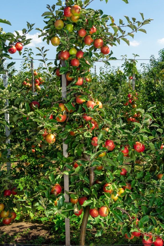 Sustainable Gardening: Grow Perennial Vegetables, Herbs & Fruits