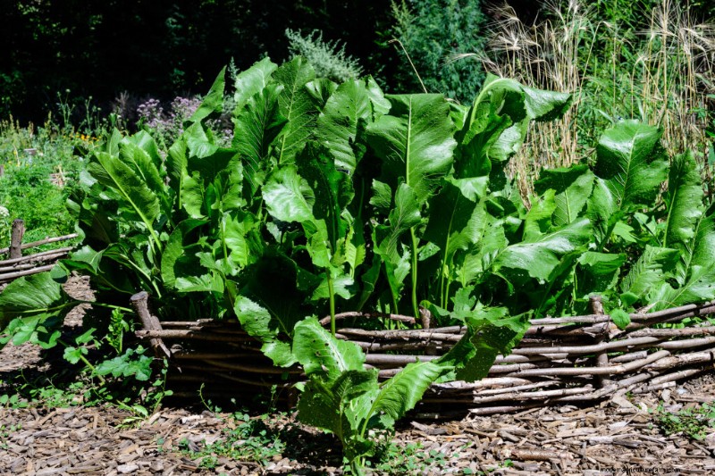 Sustainable Gardening: Grow Perennial Vegetables, Herbs & Fruits