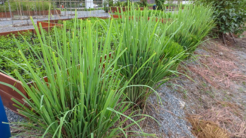Lemongrass: Planting, Growing & Harvesting - A Complete Guide