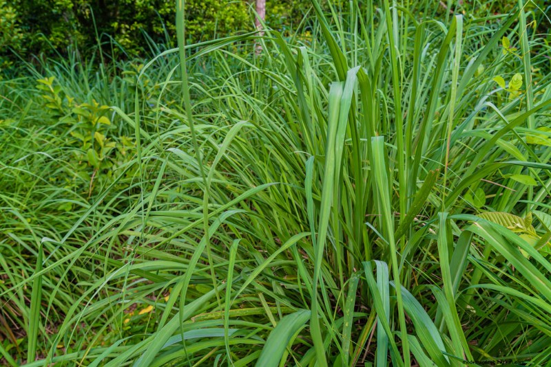 Lemongrass: Planting, Growing & Harvesting - A Complete Guide