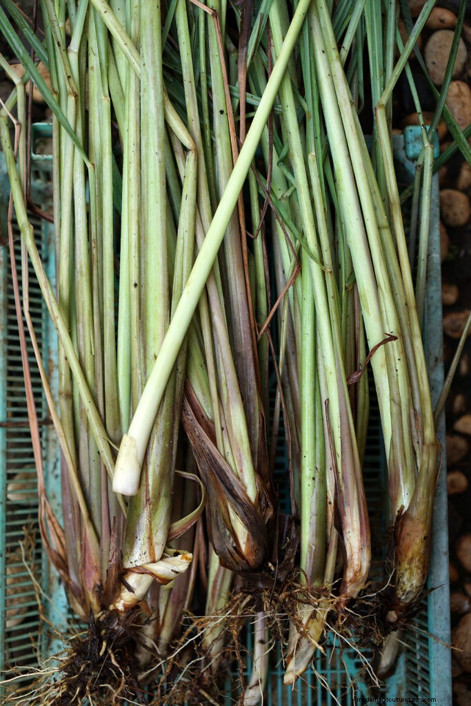 Lemongrass: Planting, Growing & Harvesting - A Complete Guide