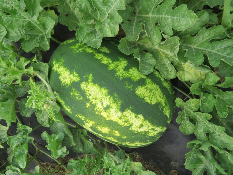 Watermelon Spacing & Growing Requirements: A Complete Guide