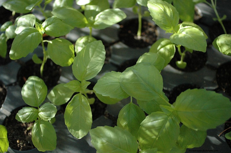Basil Planting Guide: Optimal Conditions & Expert Tips for Flavorful Growth