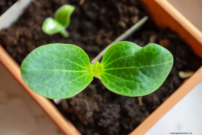 Expert Guide to Starting Squash Seeds for a Bountiful Harvest