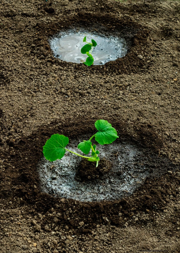 Expert Guide to Starting Squash Seeds for a Bountiful Harvest
