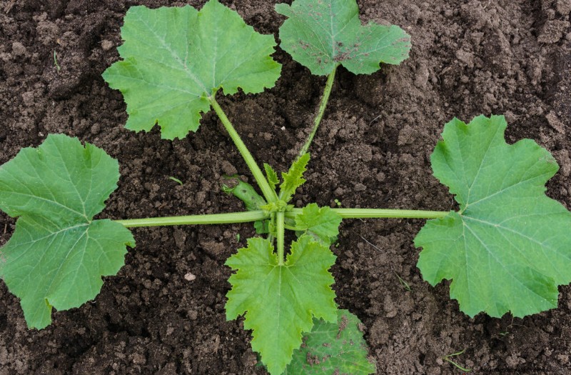 Expert Guide to Starting Squash Seeds for a Bountiful Harvest