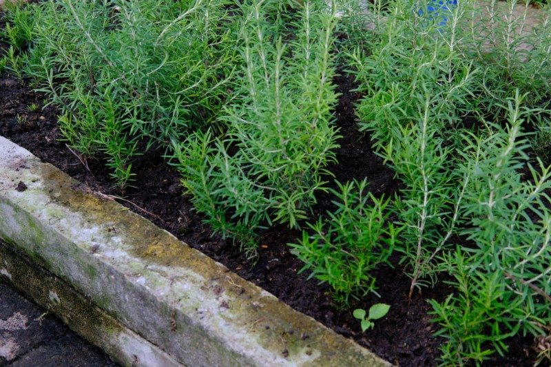 Rosemary: A Complete Guide to Planting, Growing & Harvesting