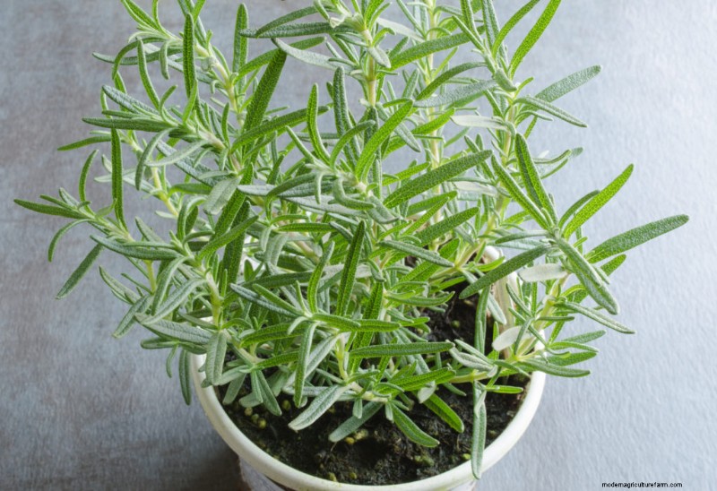 Rosemary: A Complete Guide to Planting, Growing & Harvesting