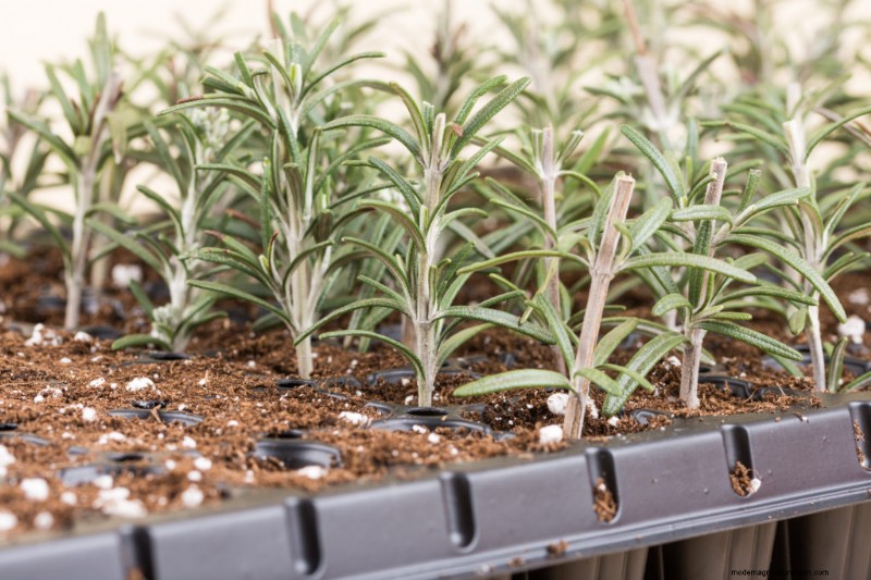 Rosemary: A Complete Guide to Planting, Growing & Harvesting