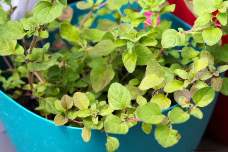 Oregano: Planting, Growing & Harvesting Your Own