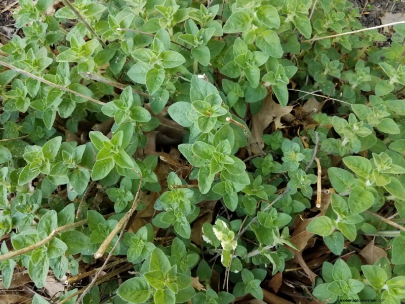 Oregano: Planting, Growing & Harvesting Your Own