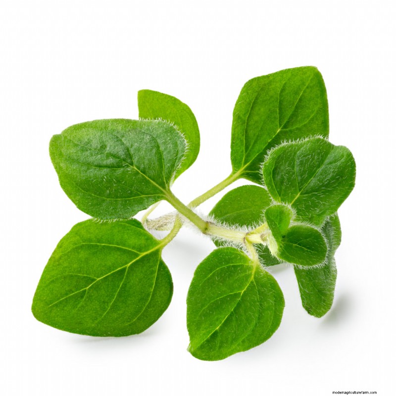 Oregano: Planting, Growing & Harvesting Your Own
