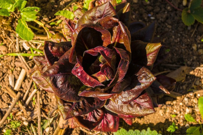 Radicchio: Planting, Growing & Harvesting - A Complete Guide