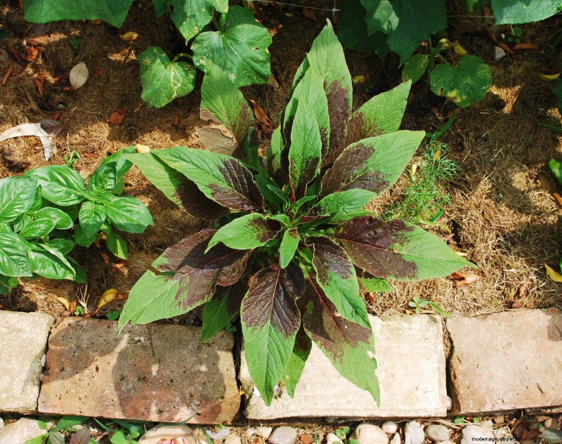 Growing Vegetable Amaranth (Tampala): A Beginner s Guide