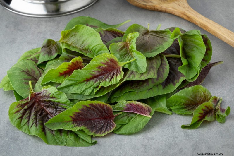 Growing Vegetable Amaranth (Tampala): A Beginner s Guide