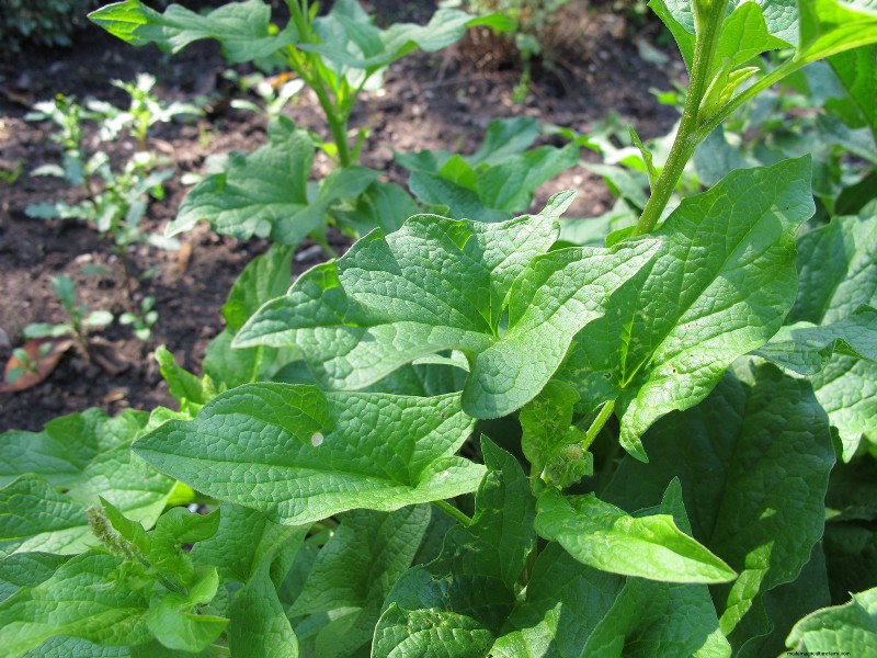 Growing & Using Good King Henry: A Comprehensive Guide