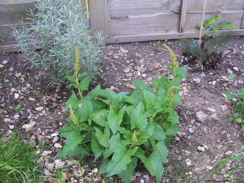 Growing & Using Good King Henry: A Comprehensive Guide