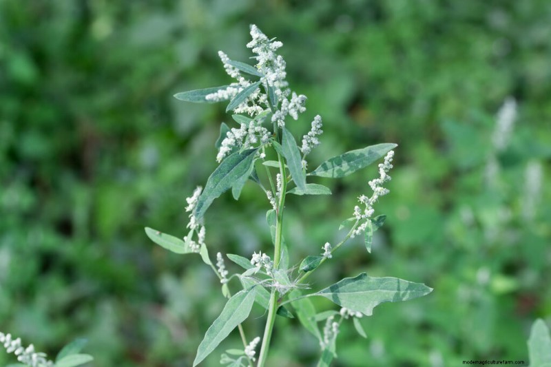 Growing & Using Good King Henry: A Comprehensive Guide