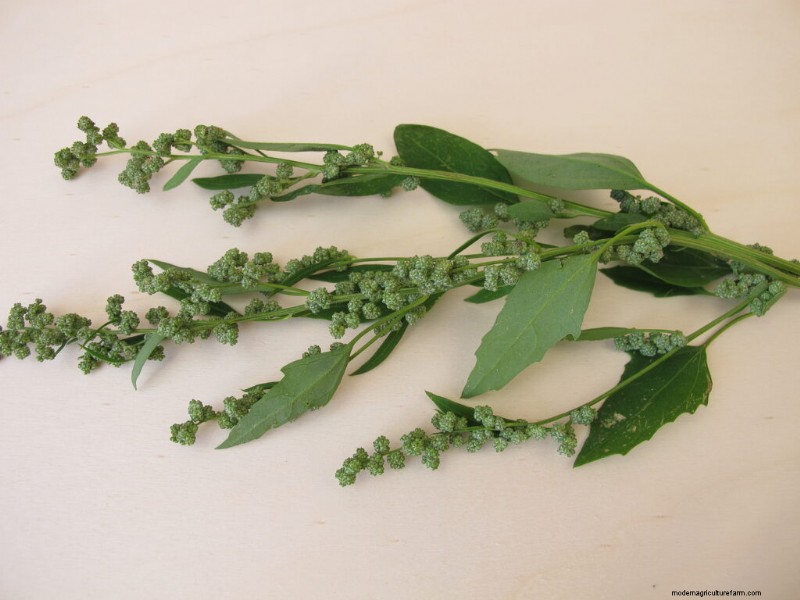 Growing & Using Good King Henry: A Comprehensive Guide