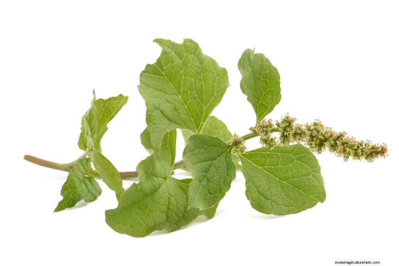 Growing & Using Good King Henry: A Comprehensive Guide