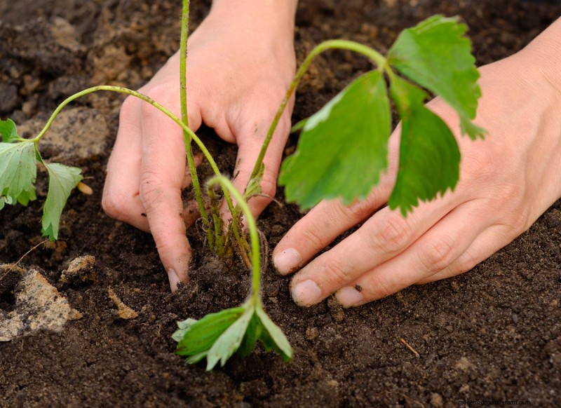 Strawberry Planting Guide: Optimal Timing for Success