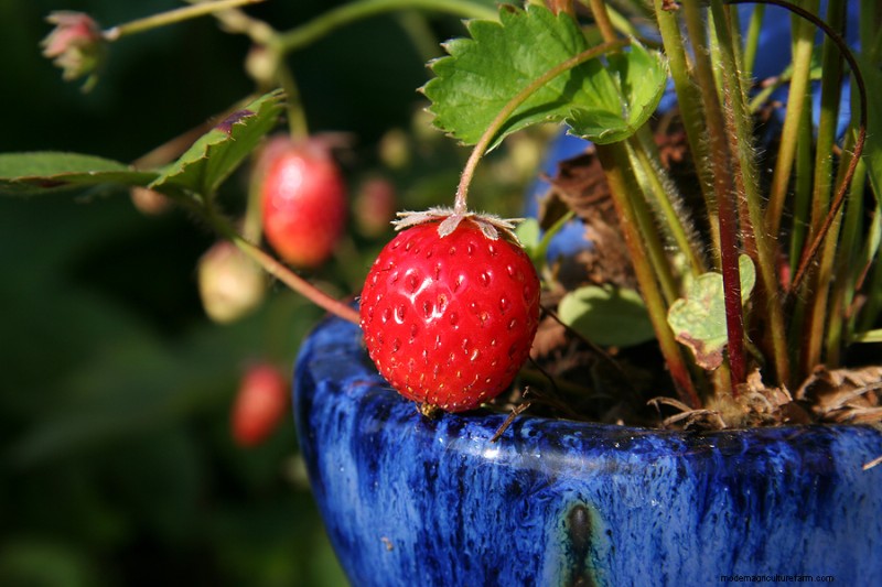 Container Strawberry Growing: Expert Tips for Bountiful Harvests