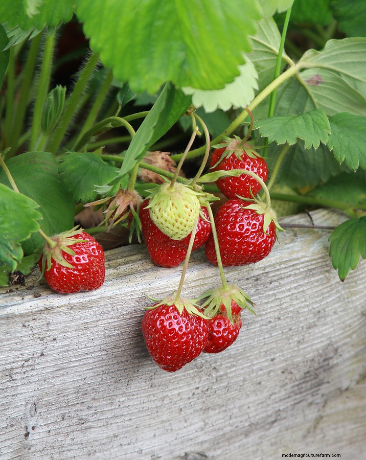 Container Strawberry Growing: Expert Tips for Bountiful Harvests