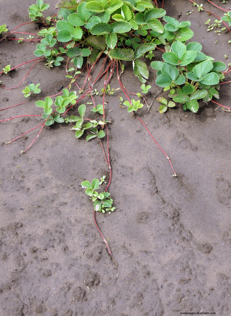 Strawberry Propagation: How to Grow More Plants from Runners