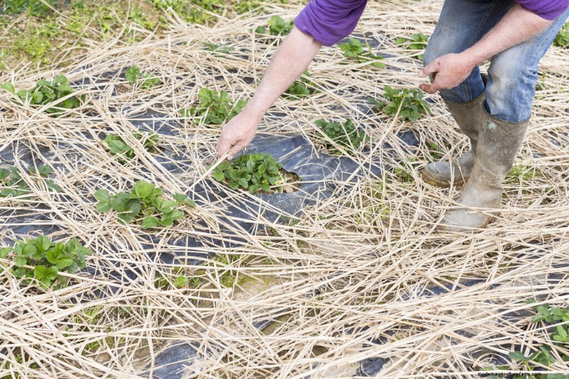 Strawberry Pest & Disease Control: A Gardener s Guide to Healthy Berries
