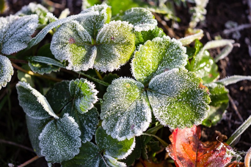 Protecting Strawberries Through Winter: A Cold Climate Guide