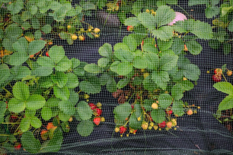 Year-Round Strawberry Growing: A Warm Climate Guide