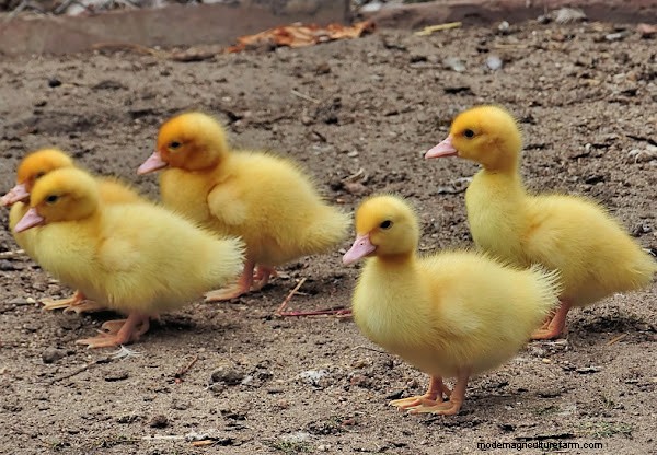 Feeding Baby Ducks: A Comprehensive Guide for New Duck Owners