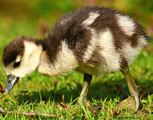 Feeding Baby Ducks: A Comprehensive Guide for New Duck Owners