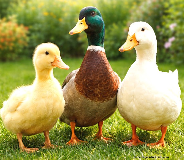 Lifespan of Pet Ducks: A Comprehensive Guide
