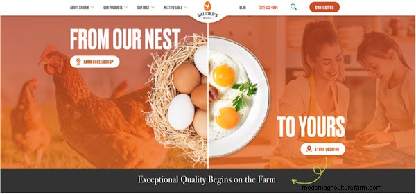 Best Egg Brands: A Comprehensive Ranking for Quality & Value