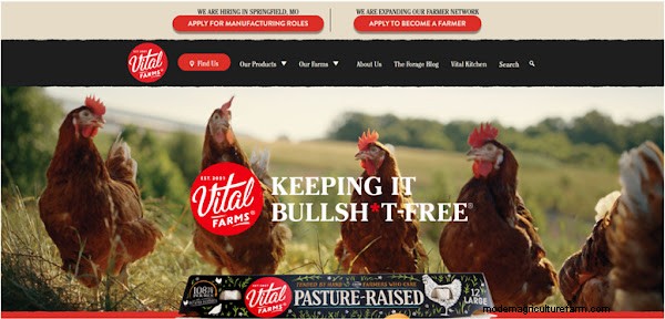 Best Egg Brands: A Comprehensive Ranking for Quality & Value