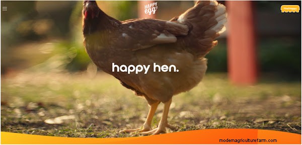 Best Egg Brands: A Comprehensive Ranking for Quality & Value