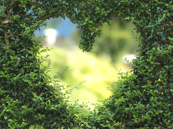 Therapeutic Horticulture for Senior Wellness: A Guide for Families